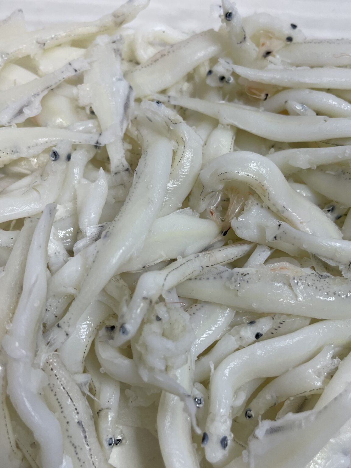 シラウオとしらすって違うの? 千葉県旭市飯岡のシラウオ